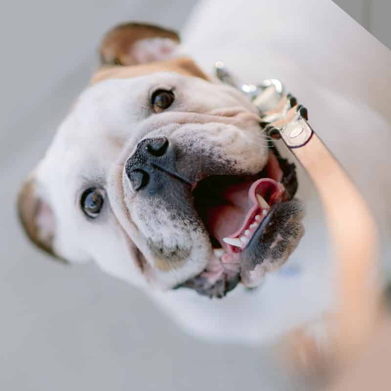 Welcher Hund Lebt Am Längsten