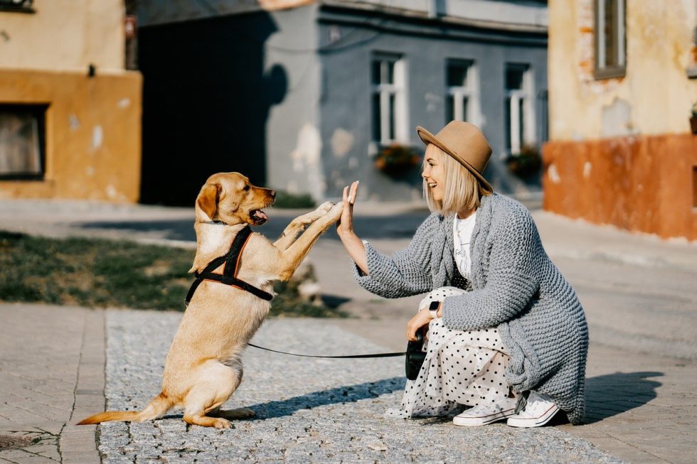 Dürfen Hunde Ananas essen? Ja, das ist der Grund! hundetraining