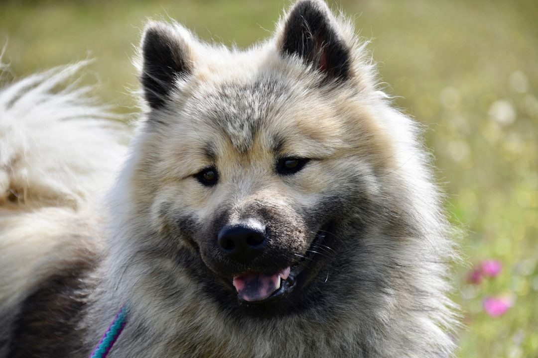 29 Flauschige Hunderassen (große, mittlere und kleine Rassen) hunde