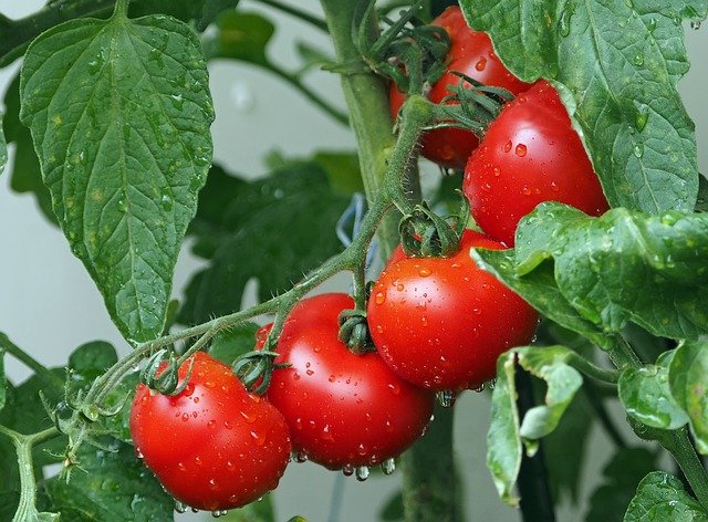 Tomaten für Hunde
